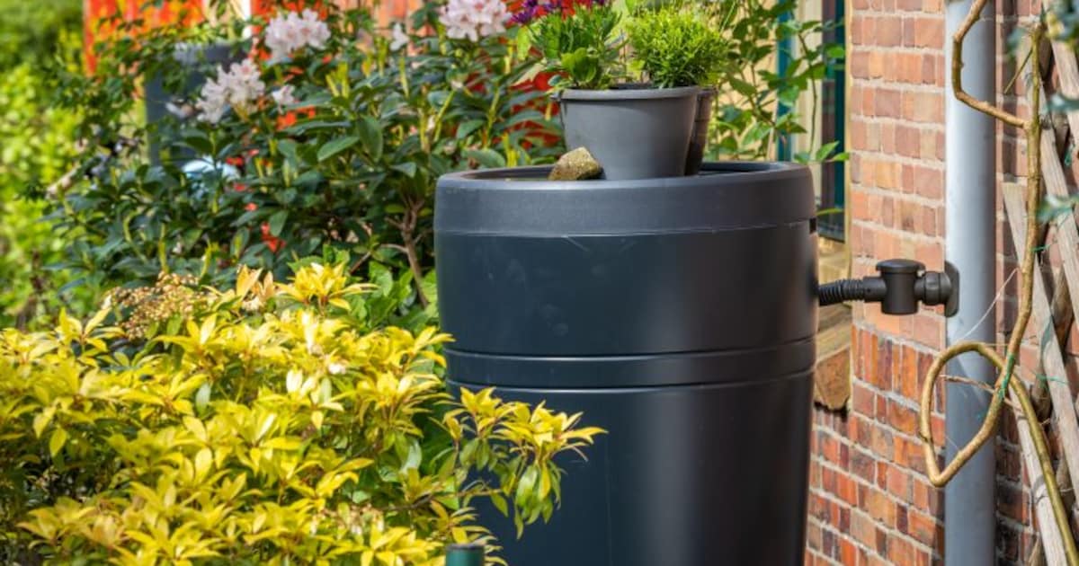 Stadskanaal geeft subsidie voor groene tuin en opvang van regenwater