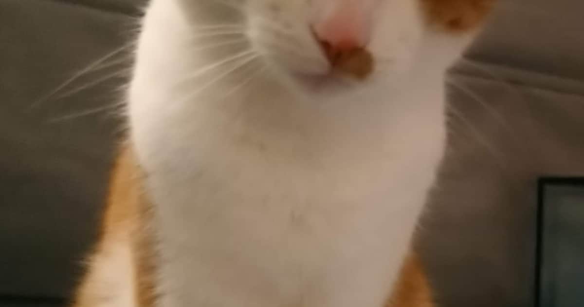 Heb jij Poes gezien? Dit huisdier wordt in Heemstede vermist