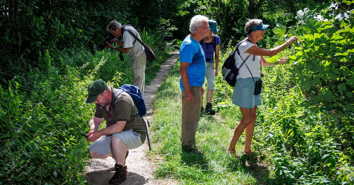 Hollandse natuur tot in detail bekeken én beschreven tijdens soortensafari Steenwijkerwold
