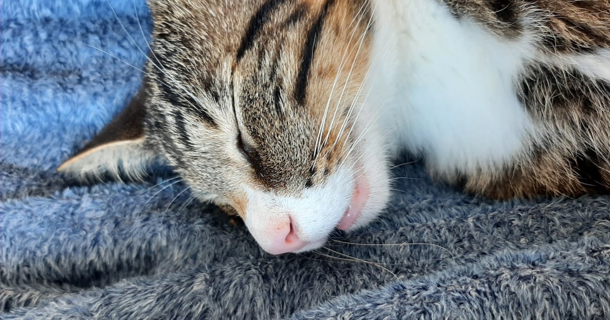 Heb jij Stippie gezien? Dit huisdier wordt in Edam-Volendam vermist
