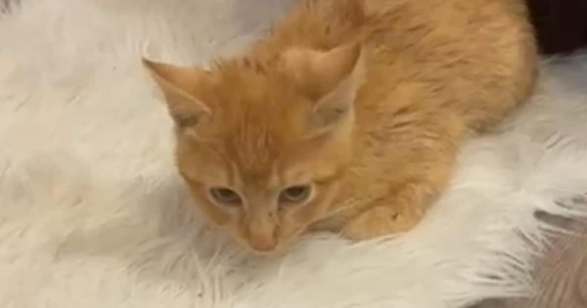Heb jij Kokie of Kandy gezien? Deze twee huisdieren worden in Peel en Maas vermist