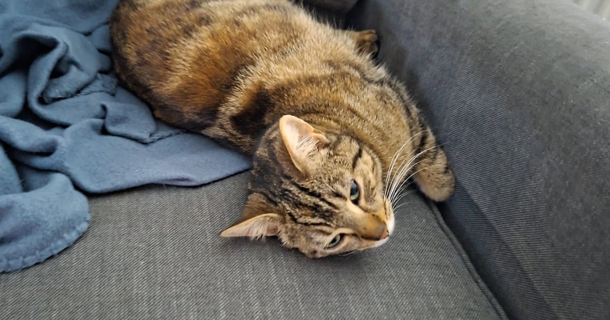 Heb jij Puck, Toetje of Brownie gezien? Deze drie huisdieren worden in Maastricht vermist