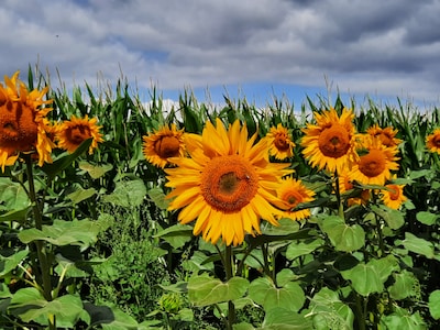 Een bord met ‘niet plukken’ staat er niet voor niets: langs deze velden groeien kilometers bloemen w