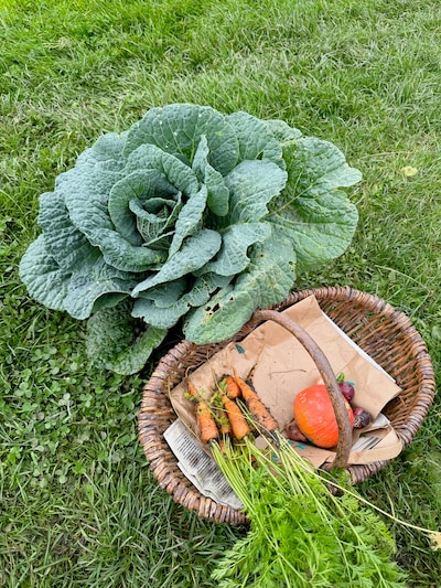 Rondleiding in groentetuin Delft met koffie en iets lekkers