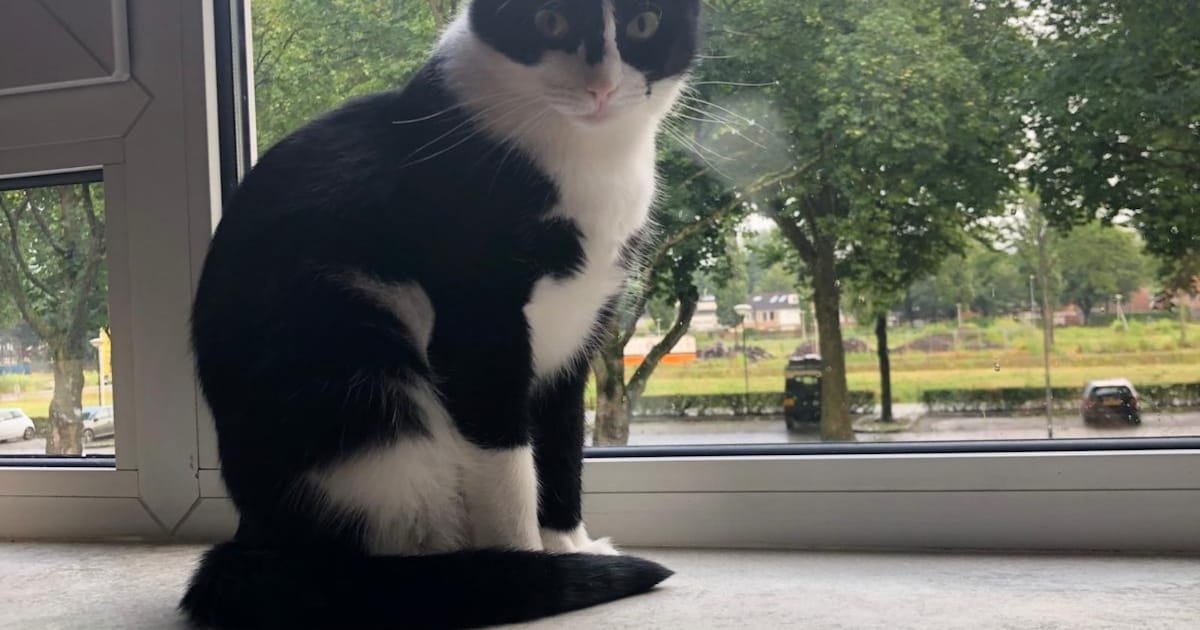 Heb jij Cleo of Kareltje gezien? Deze twee huisdieren worden in Geertruidenberg vermist
