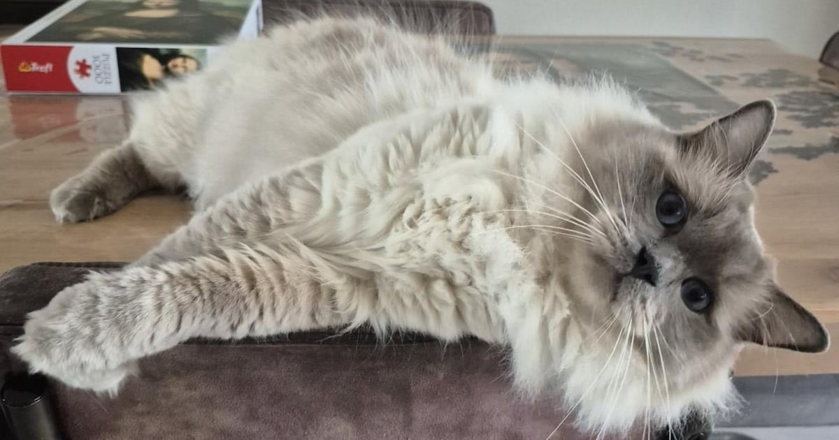 Heb jij Tuscan, Teddy of Moeshi gezien? Deze vijf huisdieren worden in Groningen vermist