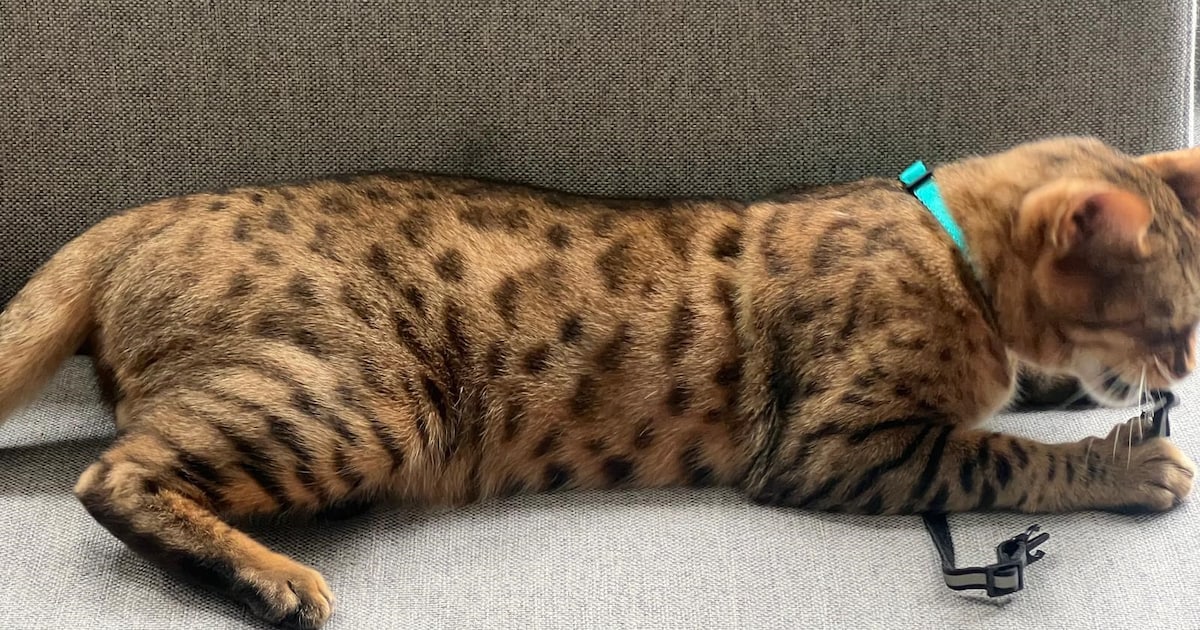 Heb jij Bamse of Boris gezien? Deze twee huisdieren worden in Hilversum vermist