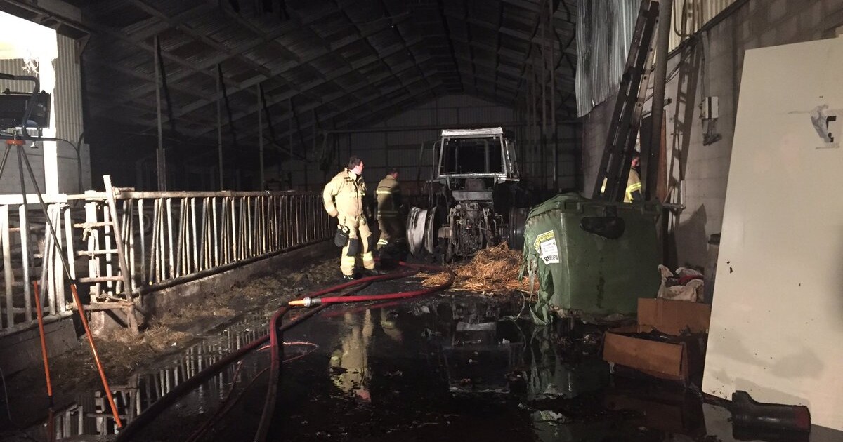 Vrienden redden koeien uit brandende stal Molenaarsgraaf