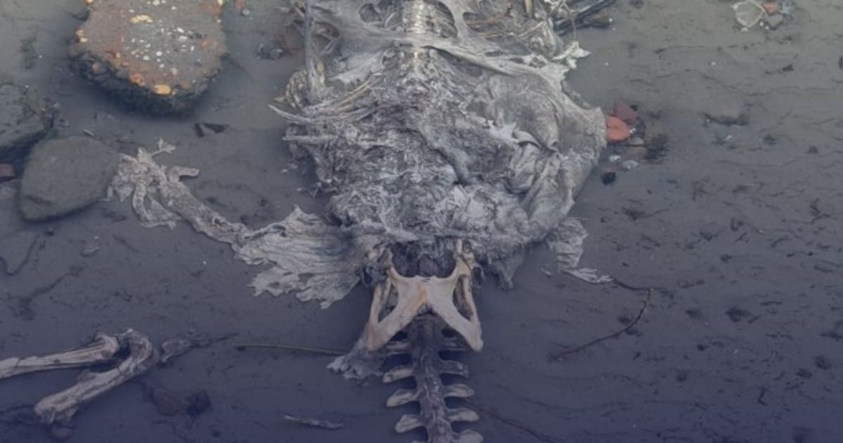 Kinderen denken skelet te vinden bij haven in Albrandswaard, politie zet omgeving af