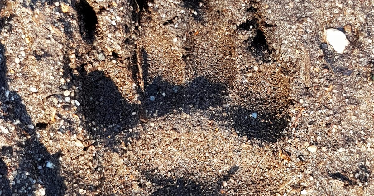IVN excursie in Rozendaal zoekt dieren op het veld