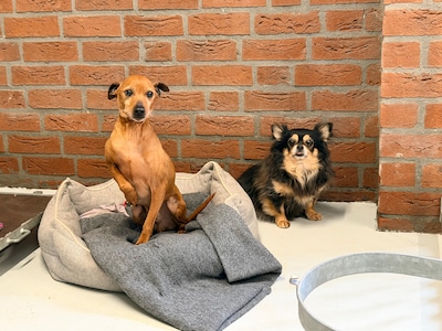 Asieldier van de week: Trixie en Nocki zoeken samen een thuis in Hengelo