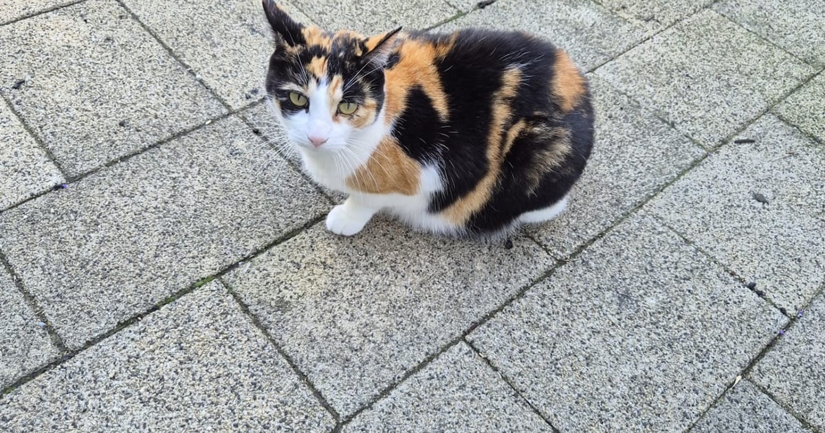 Heb jij Tommy, Floor of Saartje gezien? Deze drie huisdieren worden in Landgraaf vermist
