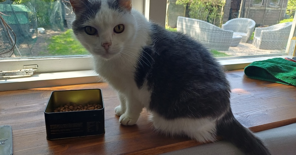 Heb jij Sally of Finn gezien? Deze twee huisdieren worden in Goes vermist