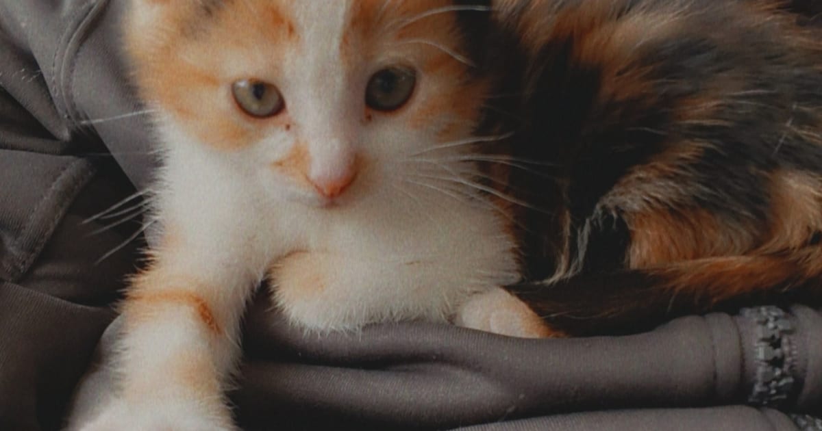 Heb jij Bella gezien? Dit huisdier wordt in Borsele vermist