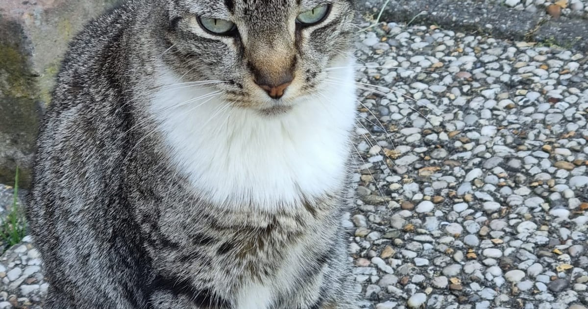 Heb jij Toprak, Stitch of Chito gezien? Deze 12 huisdieren worden in Dordrecht vermist