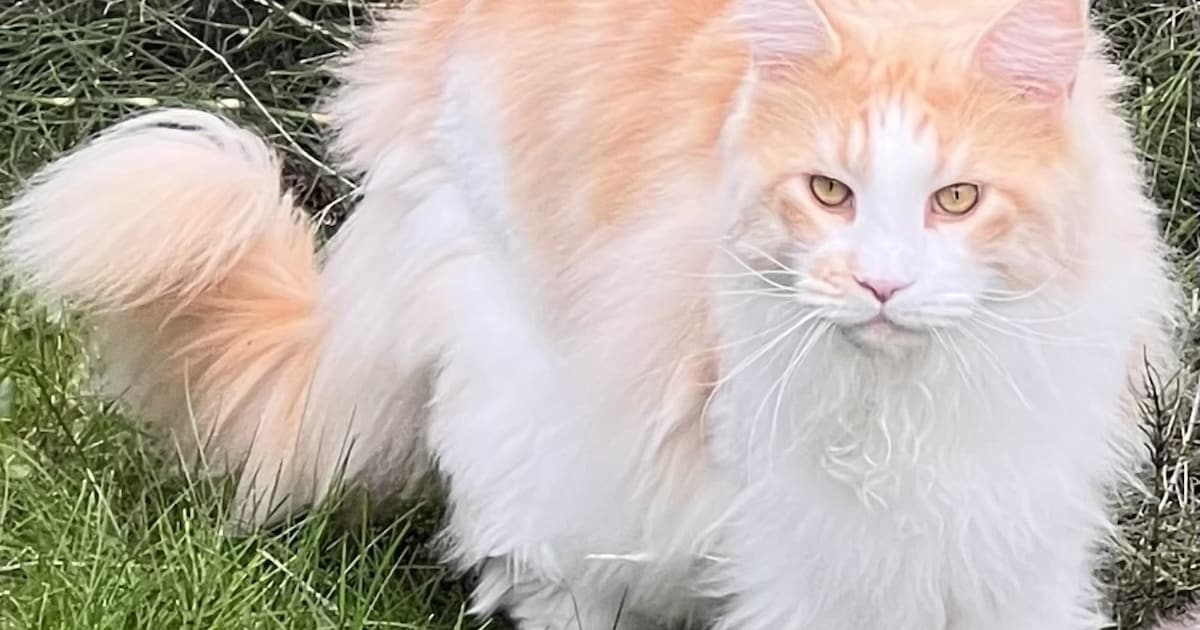 Heb jij Ozzy gezien? Dit huisdier wordt in Stichtse Vecht vermist