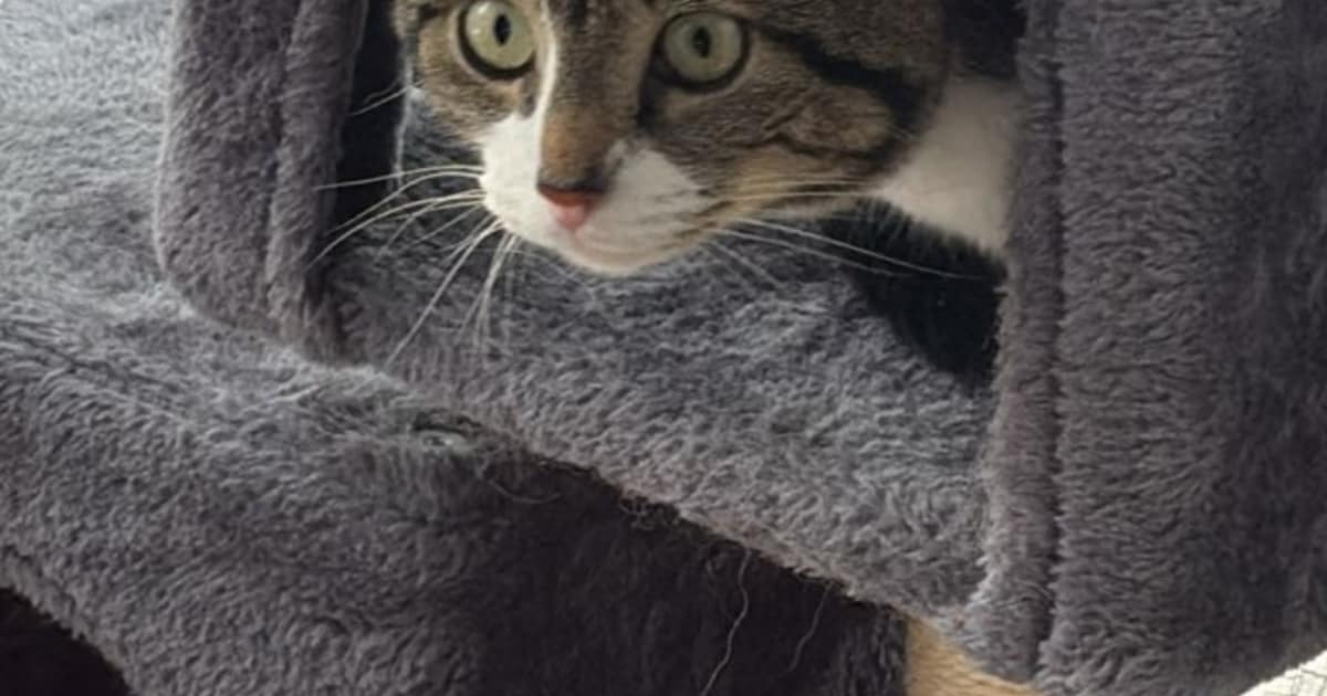 Heb jij Noya, Mix dc 58879 of Haku gezien? Deze vijf huisdieren worden in Velsen vermist