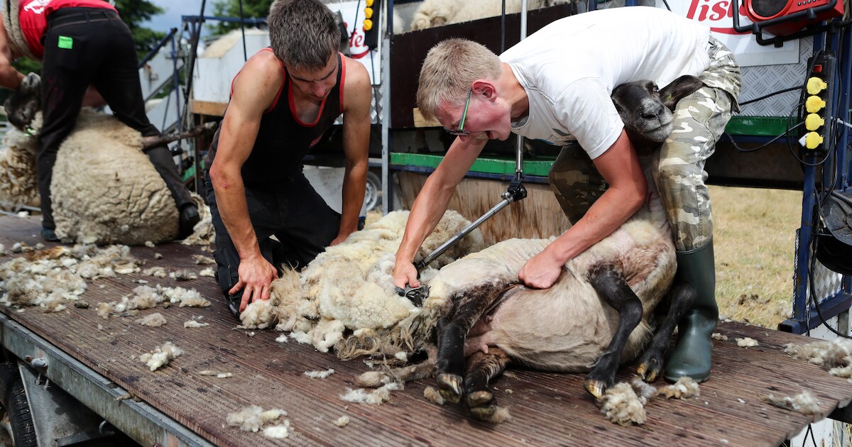 Kinderen mogen woensdag zelf schapen scheren bij De Baak in Beverwijk