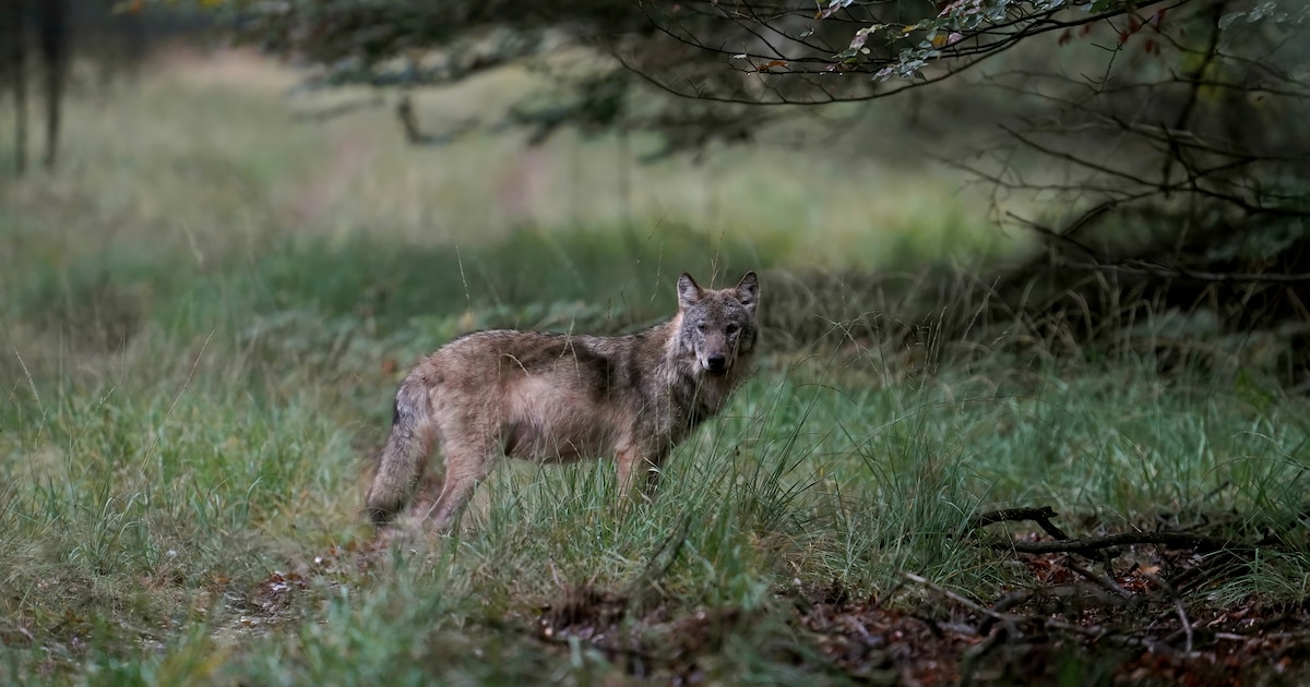 Lezing over natuur in Wilnis door Tetje Falentijn