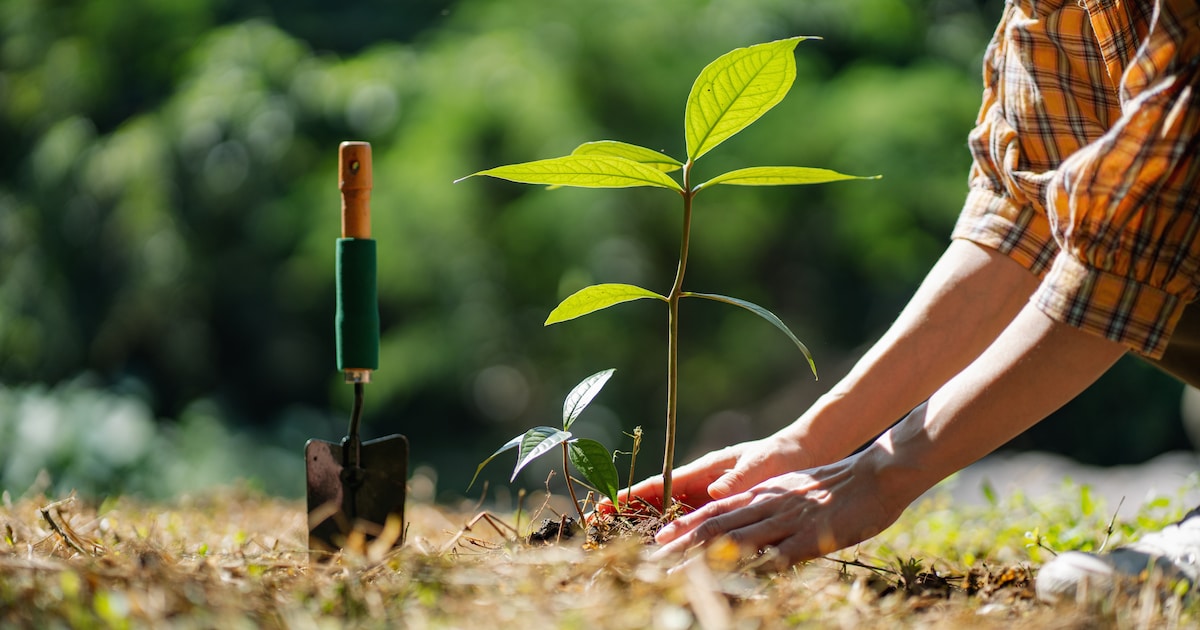 Haaksbergen plant nieuwe bomen