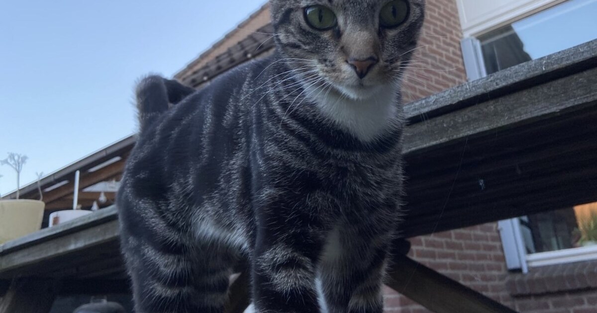 Heb jij Reusje, Nitro of Noel gezien? Deze drie huisdieren worden in Ermelo vermist
