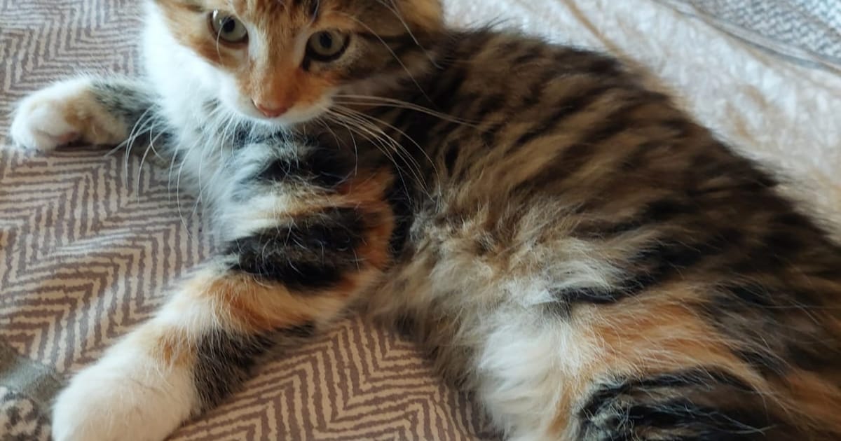 Heb jij Binky of Luna gezien? Deze twee huisdieren worden in Halderberge vermist