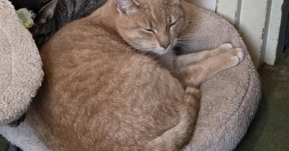 Heb jij Karel gezien? Dit huisdier wordt in Westerveld vermist