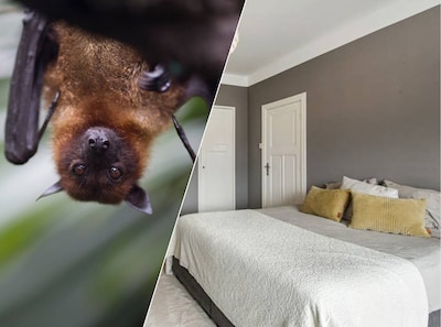 Vleermuis in slaapkamer zorgt voor schrik: ‘Ze lagen een serie te kijken en zagen ineens iets vliege