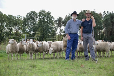 Van Achel naar Brussel met 350 schapen: Johan en zijn zoon Toon trekken 170 kilometer te voet