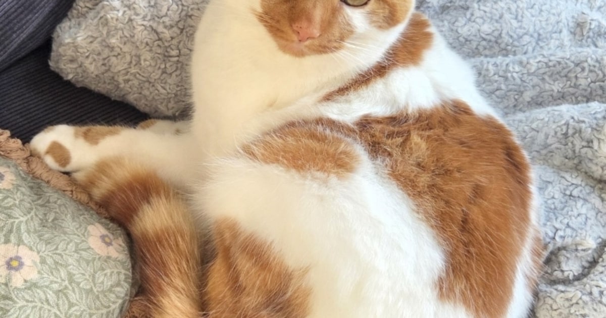 Heb jij Beer gezien? Dit huisdier wordt in Uitgeest vermist