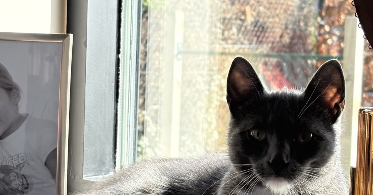 Heb jij Mango gezien? Dit huisdier wordt in Woensdrecht vermist