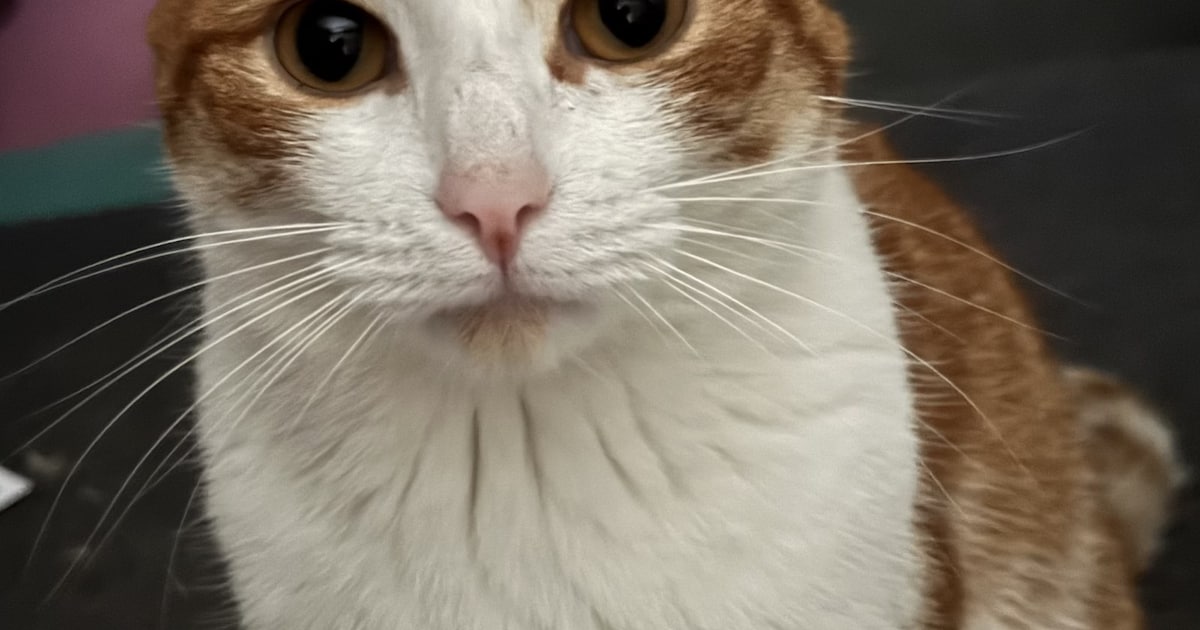Heb jij Arie, Diablo of Mitzy gezien? Deze zeven huisdieren worden in Westland vermist