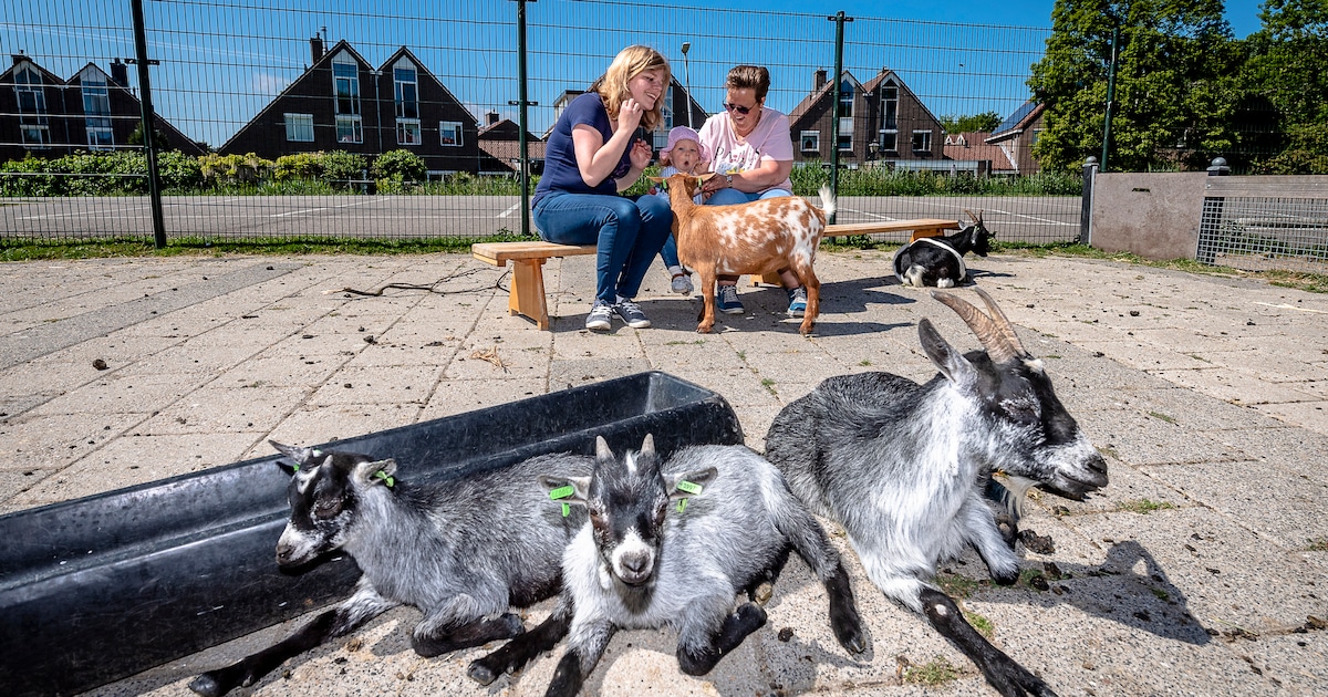 Meer snoeiwerk en 476 extra huizen, maar kinderboerderij Hellevoet moet bloeden