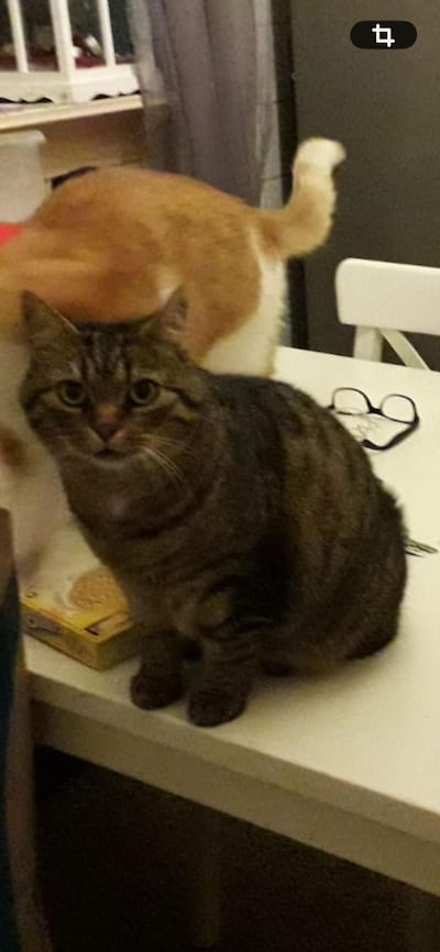 Heb jij Muisje gezien? Dit huisdier wordt in Nijmegen vermist