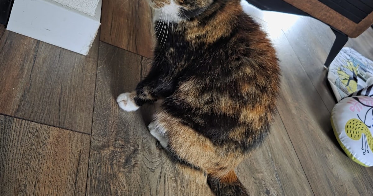 Heb jij Koekie gezien? Dit huisdier wordt in Bunschoten-Spakenburg vermist