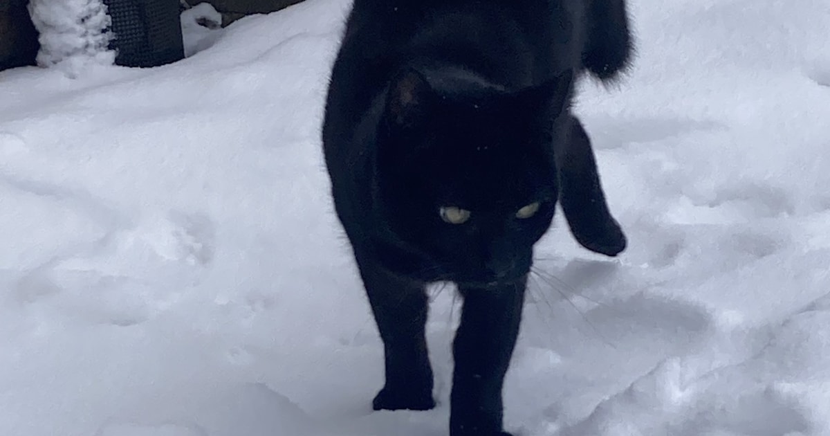 Heb jij Pol gezien? Dit huisdier wordt in Woerden vermist