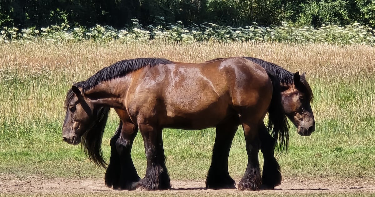 Tweehoofdig koppel