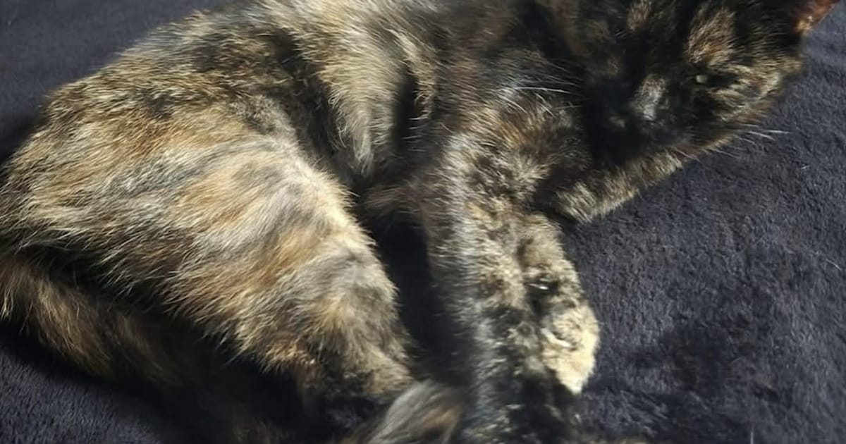 Heb jij Miley, Chiqie of Bibi gezien? Deze drie huisdieren worden in Maastricht vermist