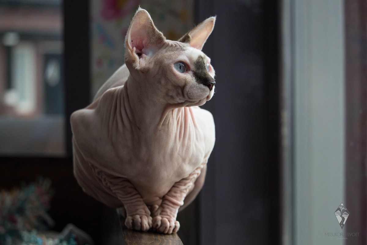 houden-van-naaktkat-ten-en-katten-met-vouwoor-tjes-wordt-verboden