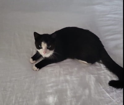 Heb jij Saartje of Lewis gezien? Deze twee huisdieren worden in Zaltbommel vermist