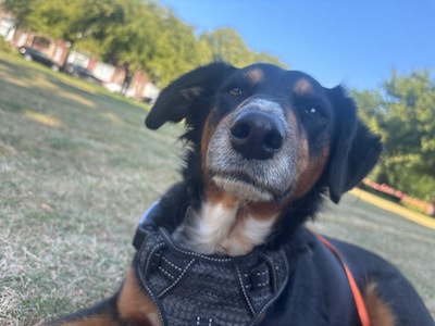 Vijfde hond overleden in Schiedam: wandeling door park wordt ook Timmie (5) fataal