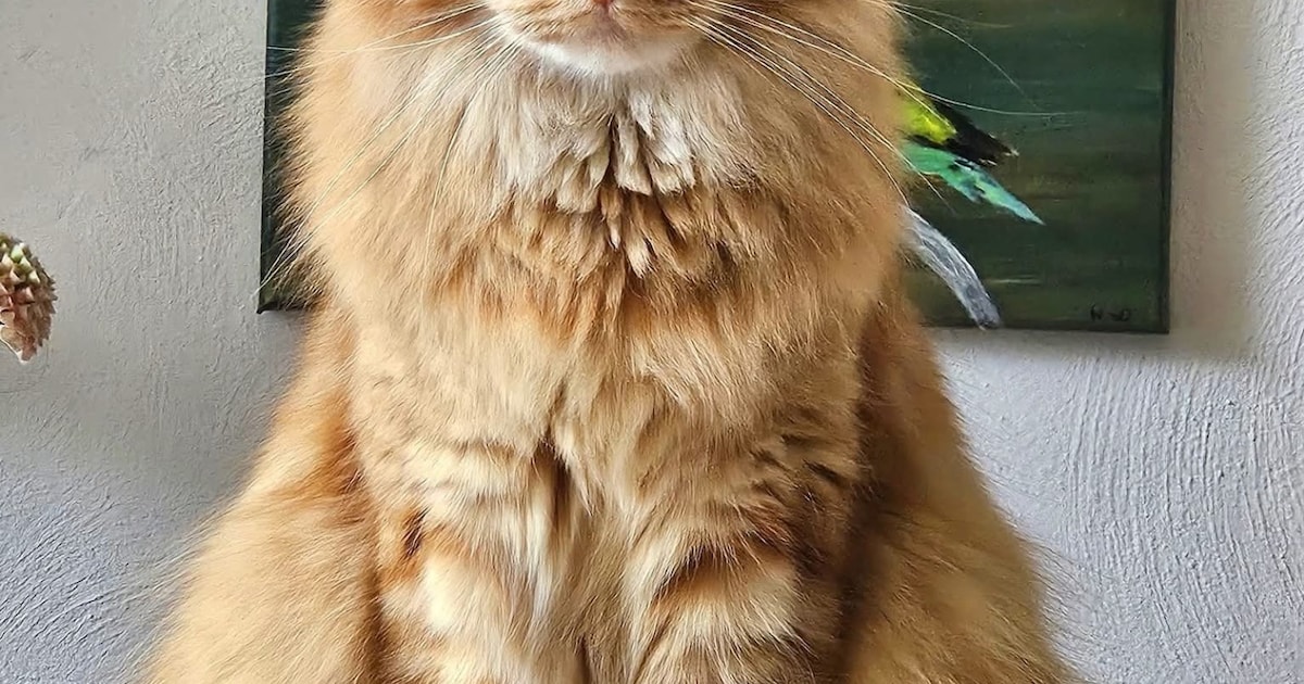 Heb jij Chomsky, Sara of Jimmy gezien? Deze drie huisdieren worden in Vlaardingen vermist