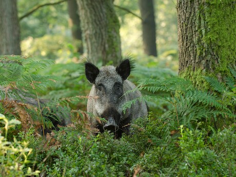 Wilde zwijnen teisteren bossen bij Meerssen: gemeente neemt maatregelen