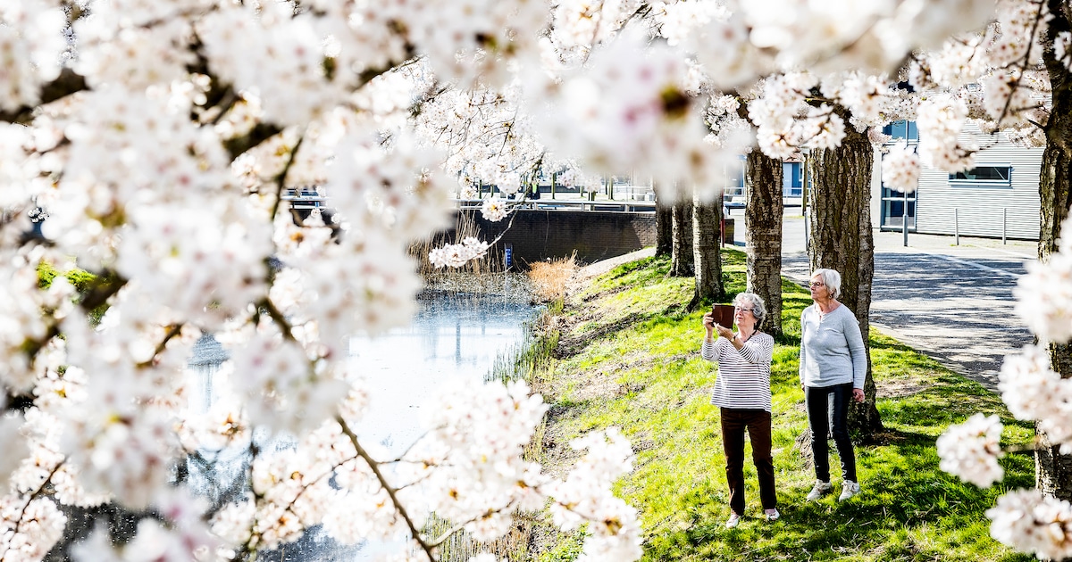 Waar staan de mooiste bloesembomen in Alphen aan den Rijn? Stuur ons je foto!