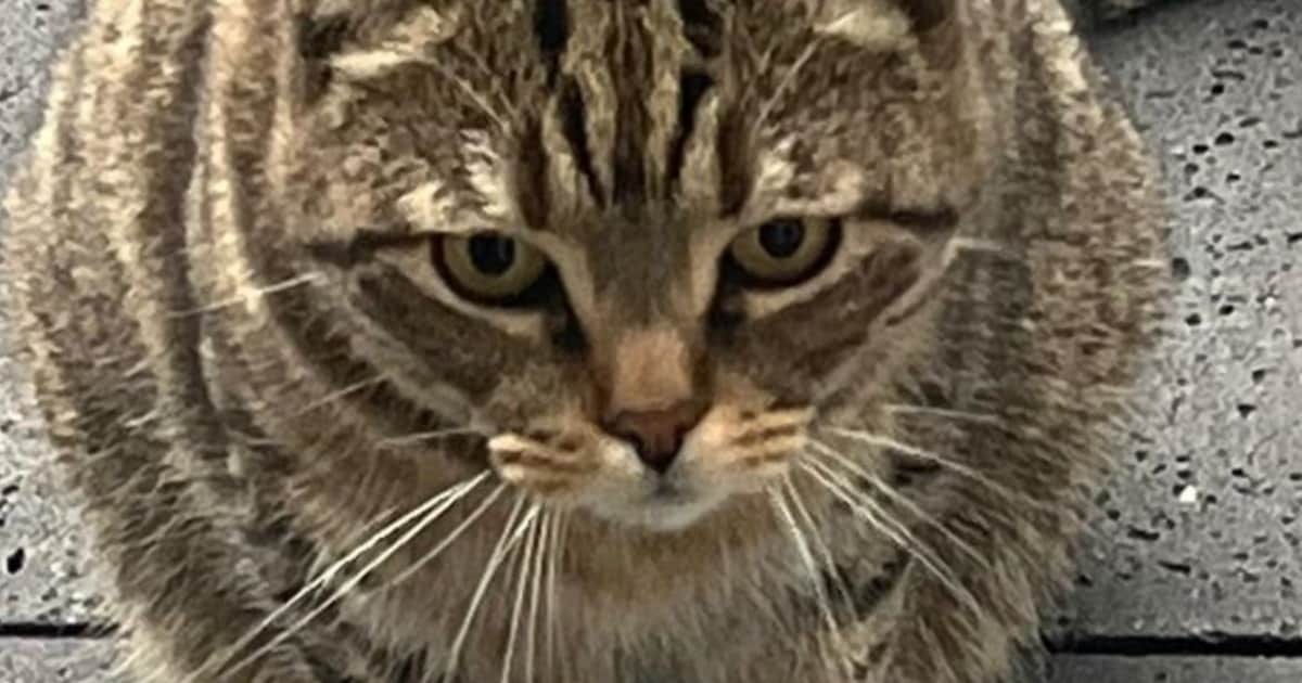 Heb jij Mowgli, Duman of Baba gezien? Deze drie huisdieren worden in Maassluis vermist