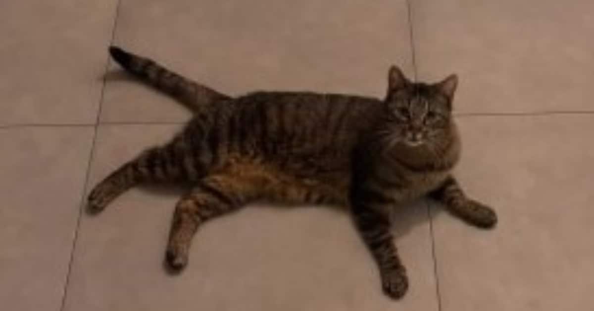 Heb jij TOET gezien? Dit huisdier wordt in Loon op Zand vermist