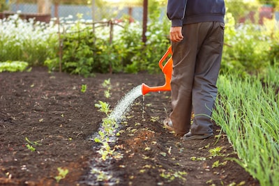 Lezing over biodiversiteit in Son en Breugel: planten ruilen en zaden meenemen