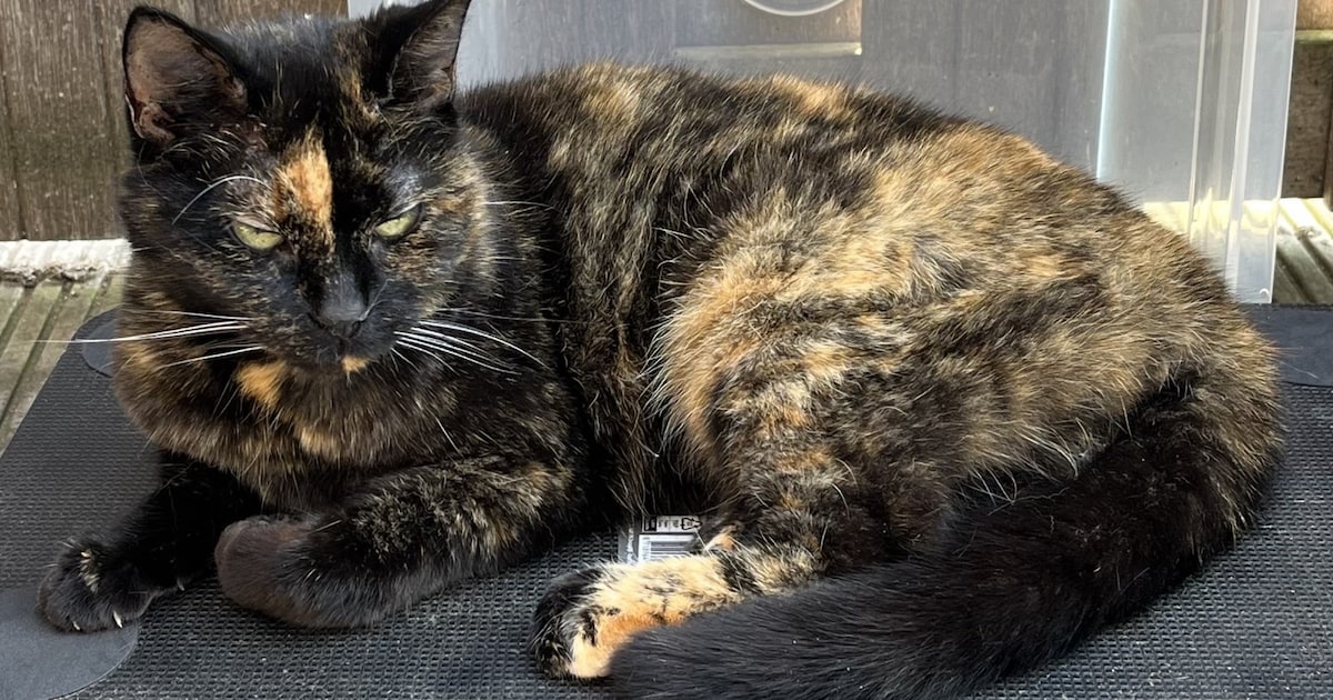 Heb jij Max, Maurice of Elmo gezien? Deze drie huisdieren worden in Nieuwegein vermist