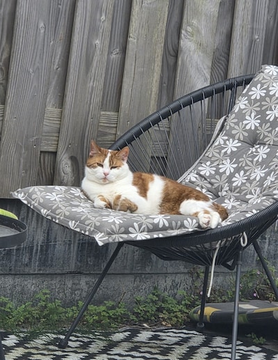 Heb jij Rio, Bella of Mapo gezien? Deze vijf huisdieren worden in Woerden vermist