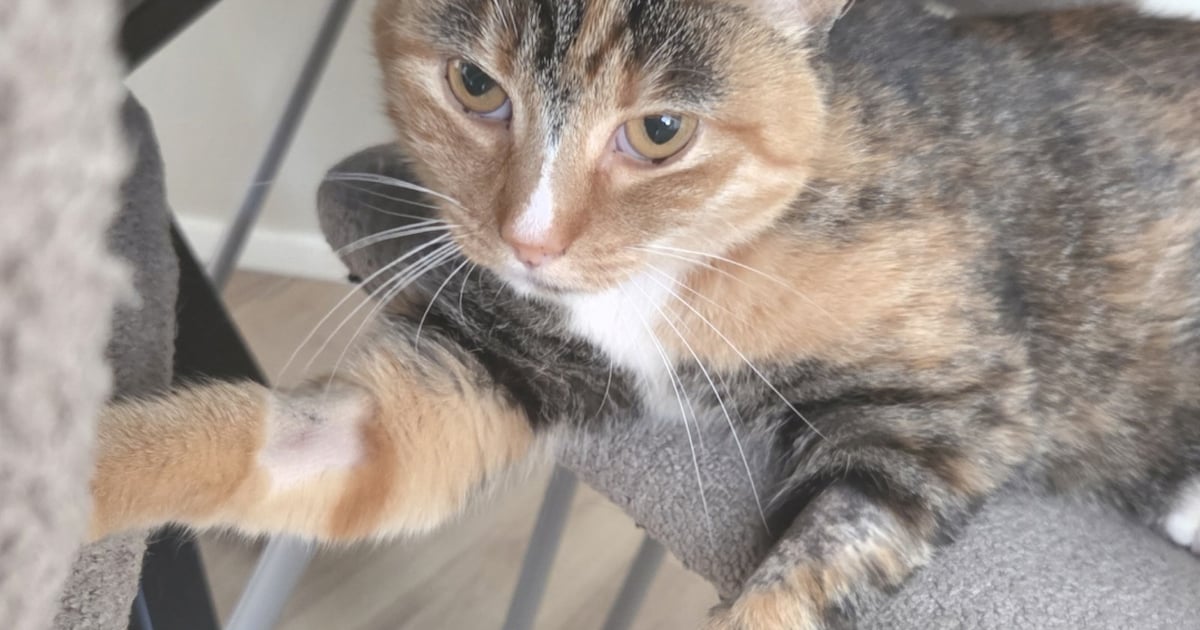Heb jij Oreo of Jack gezien? Deze twee huisdieren worden in Alblasserdam vermist